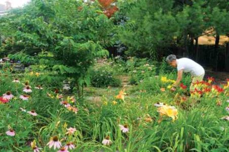 An Eye for Design: An Enchanting, Organic Water Garden